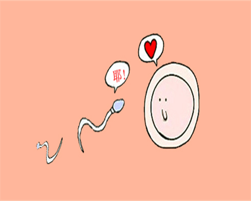 试管婴儿多次取卵,会影响移植吗女性怀孕